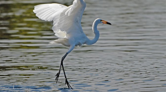 Bocci and Dancing Egrets: an Invitation to Play
